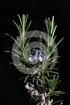 Close-up of a sprig of rosemary with two small purple flowers still growing. The background is dark. The image is in portrait