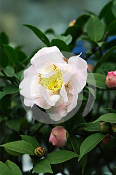 Close-up of spring blooming camellia with light pink petals and yellow stamens