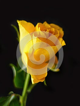 Close-up of a spring blooming yellow rose - black background