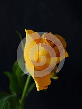 Close-up of a spring blooming yellow rose - black background