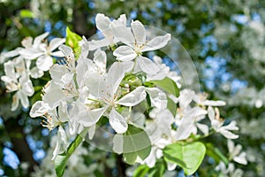 Close-up spring branch of a blossoming apple tree with white flowers on beautiful blurred background.