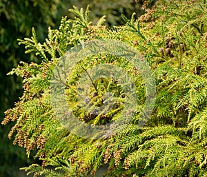 Close-up of spring bright leaves Japanese Sugi pine Cryptomeria Japonica or Cupressus japonica. Japanese cedar or redwood