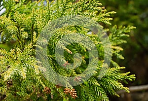 Close-up of spring bright leaves Japanese Sugi pine Cryptomeria Japonica or Cupressus japonica. Japanese cedar or redwood