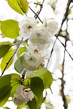 Close-Up of Spring Cherry Blossoms