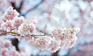 Close up Spring Cherry blossoms ,Sakura Background