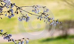 Close up Spring Cherry blossoms ,Sakura Background with soft filter