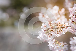 Close up Spring Cherry blossoms ,Sakura Background with soft light filter