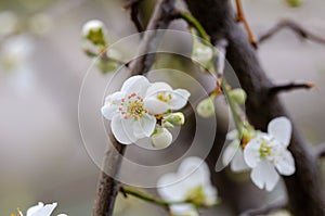 Close up of the spring cherry flowers