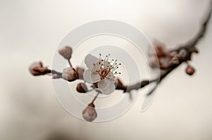 Close up of the spring cherry flowers