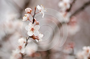 Close up of the spring cherry flowers