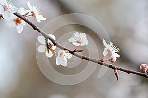 Close up of the spring cherry flowers