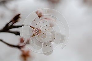 Close up of the spring cherry flowers