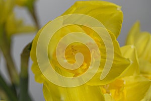 Close up of a spring daffodil