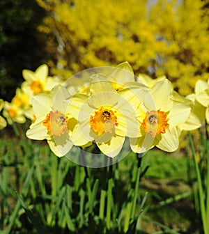 Close up of Spring Daffodils flowers