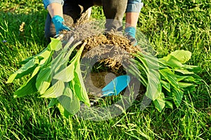 Close-up of spring dividing and planting bush of hosta plant