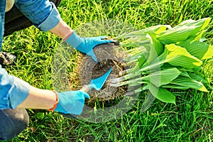 Close-up of spring dividing and planting bush of hosta plant