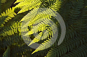 close up of a spring fern on sunny morning closeup fresh leaf in the forest sunshine springtime