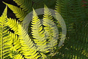 close up of a spring fern on sunny morning closeup fresh leaf in the forest sunshine springtime