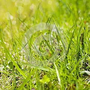 Close up of Spring Field Grass.