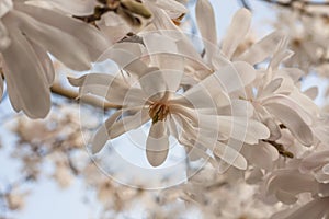 Close up of a spring flower