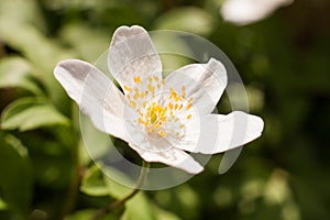 Close up of a spring flower