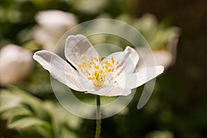 Close up of a spring flower