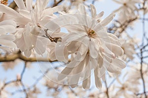 Close up of a spring flower