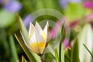 Close up of a spring flower