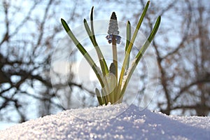 Close up of spring flower