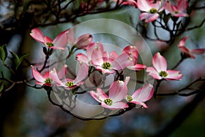 Close up of spring flower blossoms