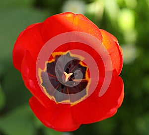 Close-up spring flower Tulip, carpel and stamen with pollen photo