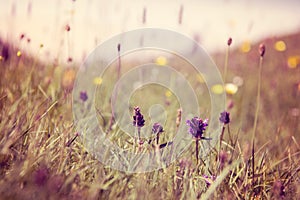 Close up of spring flowers, Luskentyre, Isle of Harris, Hebrides, Scotland