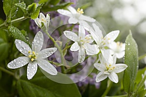 close up of spring flowers, Star of Bethlehem