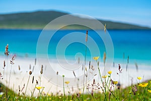 Close up of spring flowers with white sandy beach