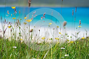 Close up of spring flowers with white sandy beach, turquoise water and an island in the background, Luskentyre, Isle of Harris, He