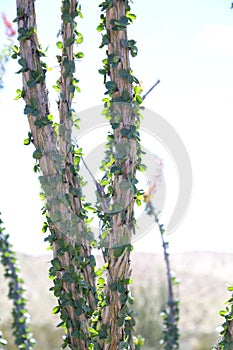 California Park Series - Anza-Borrego Desert - Ocotillo Plant - Fouquieria splendens photo