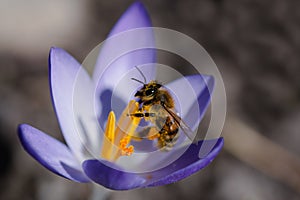 Close up of a spring honey bee sitting on a purple crocus looking for pollen