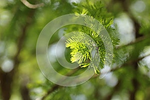Close-up of spring leaves of Bald Cypress (Taxodium distichum) photo