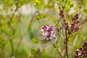 Close up spring lilac blossoming buds. Macro spring natural backgroung