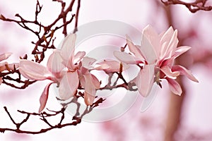 Close Up Of Spring Pink Magnolia Flowers Over Blurred Background