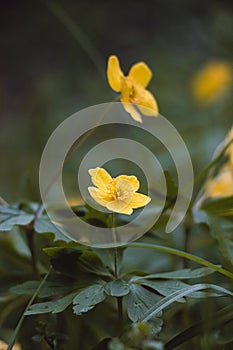 Close-up of a spring plant, Anemone ranunculoides, in a woodland stand during morning light