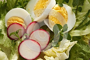 Close up of a spring salad with eggs and wild edible plants - chickweed, nipplewort and yarrowsalad with eggs and wild edible