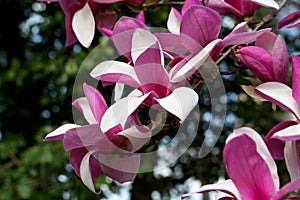 Close up of Spring Tree Blossoms