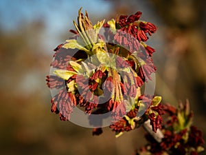 Close up of spring tree buds, red stamens and early leaves. Selective focus