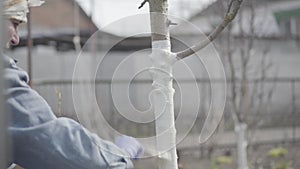 Close-up of spring tree trunk painted with white. Young Caucasian female farmer protecting plant against sunburnt