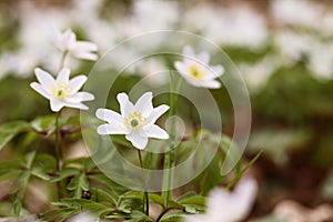 Close up of spring white flower of Anemone nemorosa in the forest