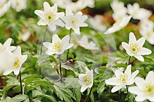 Close up of spring white flower of Anemone nemorosa in the forest