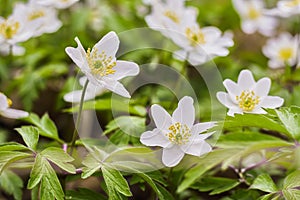 Close up of spring white flower of Anemone nemorosa in the forest