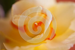 Close-up of  spring yellow daffodil flower on light background