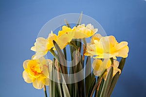 Close-up of  spring yellow daffodil flower on light background